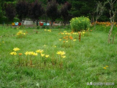 ​陇上天水麦积山植物园