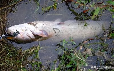 ​钓鲶鱼最佳时间是什么时候？