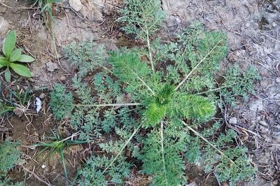 ​农村有一种野菜，人称“麦蒿”，生吃、炒、烧、做汤、制馅