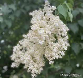 ​分享图片-美丽的暴马丁香花