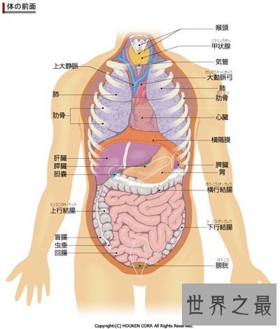 人体器官分布图介绍 五脏六腑的位置都在哪