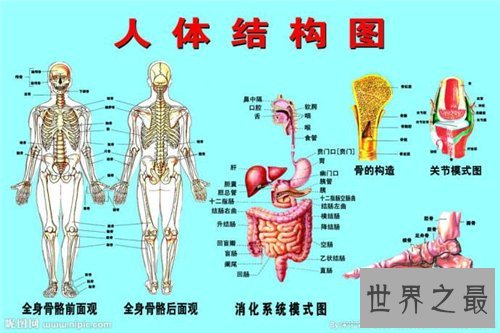 人体器官分布图介绍 五脏六腑的位置都在哪