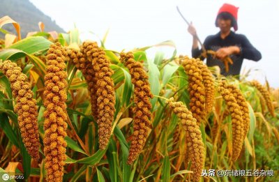 ​今日各地谷子最新价格行情