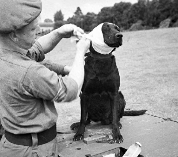 老照片：战场上英勇无畏的军犬。图10军犬被授中士军衔佩勋章