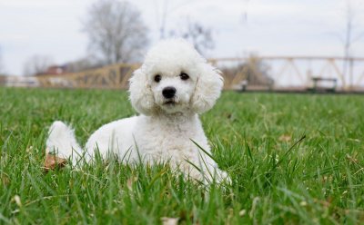 ​排行榜：9种最聪明的小型犬，你家狗狗在不在其中？